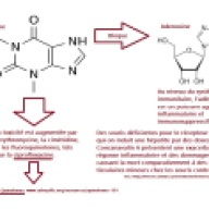 Adenosinebloqueepartheophylline