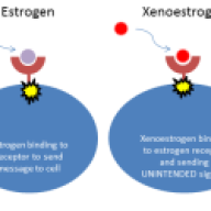 exnoestrogen