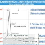 analyse_potentiel_action_neurotransmetteurs